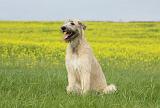 IRISH WOLFHOUND 034